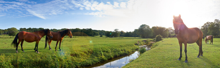 New Forest Horses
