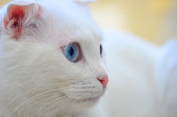 White Scottish fold cat with blue eyes in natural window light