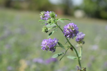 Medicago sativa, alfalfa, lucerne in bloom - close up. Alfalfa is the most cultivated forage legume in the world and has been used as an herbal medicine since ancient times.