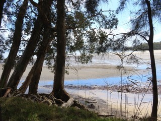 wild Australian beach with trees and low tide