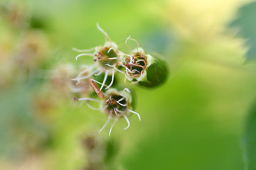 ate, tree, leaf tree, berries, spring, apple fruits,