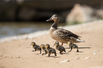 Mallard female with six ducklings.