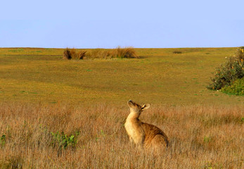 Naklejka na ściany i meble Kangaroo looking to the sky in a yellow field