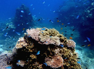 Blue and orange fishes in a coral reef