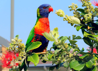 Rainbow lorikeet parrot on a branch