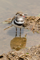 Gravelot à triple collier,.Charadrius tricollaris, Three banded Plover