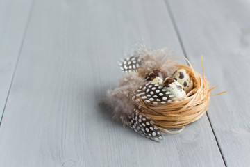 Naklejka na ściany i meble Easter eggs. Easter holiday. Quail eggs in a nest with bird feathers. Tender photo on a gray wooden background. Fresh farm products. Place for text.