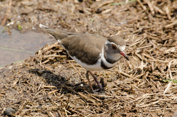 Gravelot à triple collier,.Charadrius tricollaris, Three banded Plover