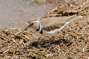 Gravelot à triple collier,.Charadrius tricollaris, Three banded Plover