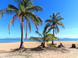 Palm trees on the beach in Australia