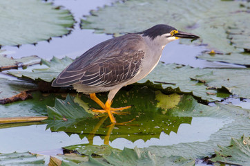 Héron strié,.Butorides striata, Striated Heron