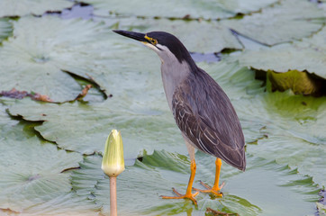 Héron strié,.Butorides striata, Striated Heron