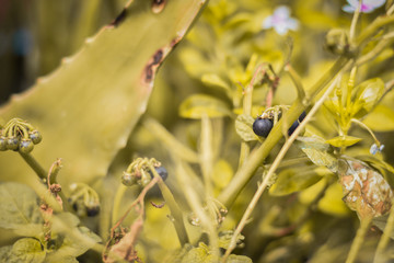 man break a black grapes on plant in garden, Indian Fruit 