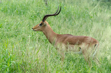 Impala, male, Aepyceros melampus