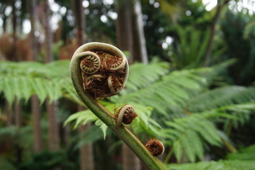 Fern bud