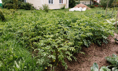 Fototapeta na wymiar The cultivation of potatoes in the adjacent garden plot. A small garden near the house to meet the needs of the family in food.