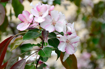 apple tree blossom