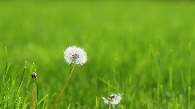 Closeup view macro 4k video footage of beautiful cute rounded white fluffy dandelion flowers growing in spring or summer flowerbed in city park outdoors.