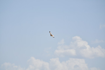 bird in the sky, open sky, bird on flight, falcon, golden eagle, sky