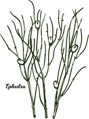 Ephedra ma huang sinica Chinese ephedra isolated vector illustration. Ma Huang green plant used in herbal medicine and cosmetics, green herb spicie condiment, realistic grass monochrome hand drawn.
