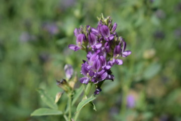 Fototapeta na wymiar Medicago sativa, alfalfa, lucerne in bloom - close up. Alfalfa is the most cultivated forage legume in the world and has been used as an herbal medicine since ancient times.