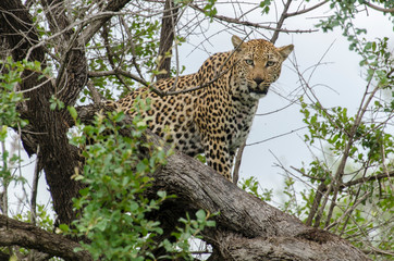 Léopard, Panthère, Panthera pardus, Afrique du Sud