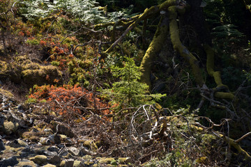 Nationalpark Hunsrück-Hochwald, Mörschieder Burr