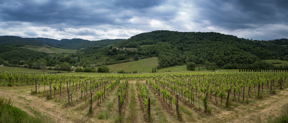 Fototapeta na wymiar Landscape of the vineyard of Montevertine, in Radda in Chianti.