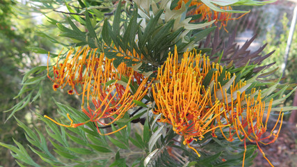 Closeup of Australian Silver Oak flower