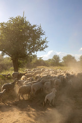 Sheeps on green grass and evening sky with light