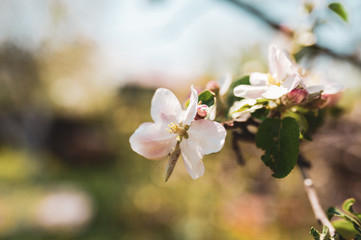 Fototapeta na wymiar Blossoming branch of apple tree, spring floral background, beauty of nature