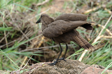 Ombrette africaine,.Scopus umbretta, Hamerkop