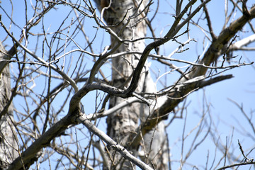 tree branches, forest, withered branches, branches, existing branches background
, branches on a background of water, background, bird on a dry tree