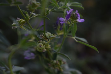 Medicago sativa, alfalfa, lucerne in bloom - close up. Alfalfa is the most cultivated forage legume in the world and has been used as an herbal medicine since ancient times.