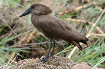 Ombrette africaine,.Scopus umbretta, Hamerkop