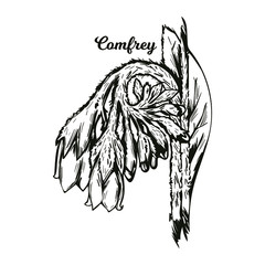 Comfrey or comphrey, blackwort, common comfrey, slippery root vector illustration. Quaker-comfrey, cultivated boneset, knitbone, consound, and slippery-root used in cosmetics and medicine monochrome