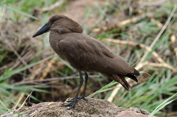 Ombrette africaine,.Scopus umbretta, Hamerkop