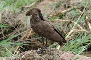 Ombrette africaine,.Scopus umbretta, Hamerkop