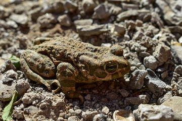 The common frog (Rana temporaria), also known as the European common frog, European common brown frog, or European grass frog sitting on a stone.