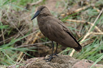 Ombrette africaine,.Scopus umbretta, Hamerkop