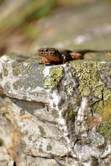 Bergeidechse im Nationalpark Hunsrück-Hochwald