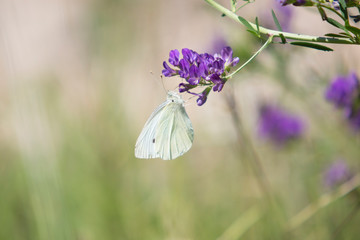 White butterfly perched on a blue flower