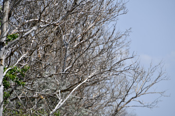 tree branches, forest, withered branches, branches, existing branches background
, branches on a background of water, background, bird on a dry tree
