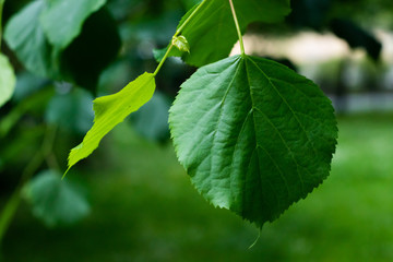 Green leaves on a tree. Leaves in the park. 