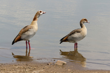 Ouette d'Égypte,.Alopochen aegyptiaca, Egyptian Goose, Parc national Kruger, Afrique du Sud
