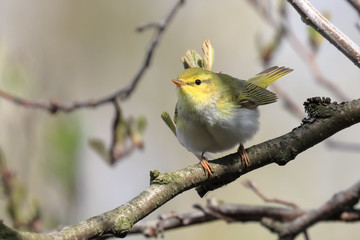 Wood Warbler 