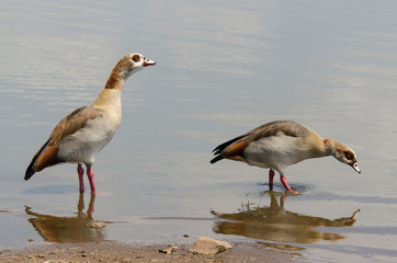 Ouette d'Égypte,.Alopochen aegyptiaca, Egyptian Goose, Parc national Kruger, Afrique du Sud