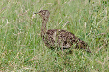 Outarde houppette,.Lophotis ruficrista, Red crested Korhaan