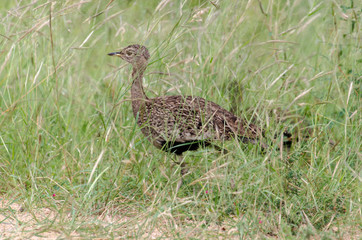 Outarde houppette,.Lophotis ruficrista, Red crested Korhaan