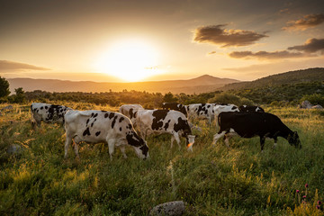 Cows on green grass and evening sky with light